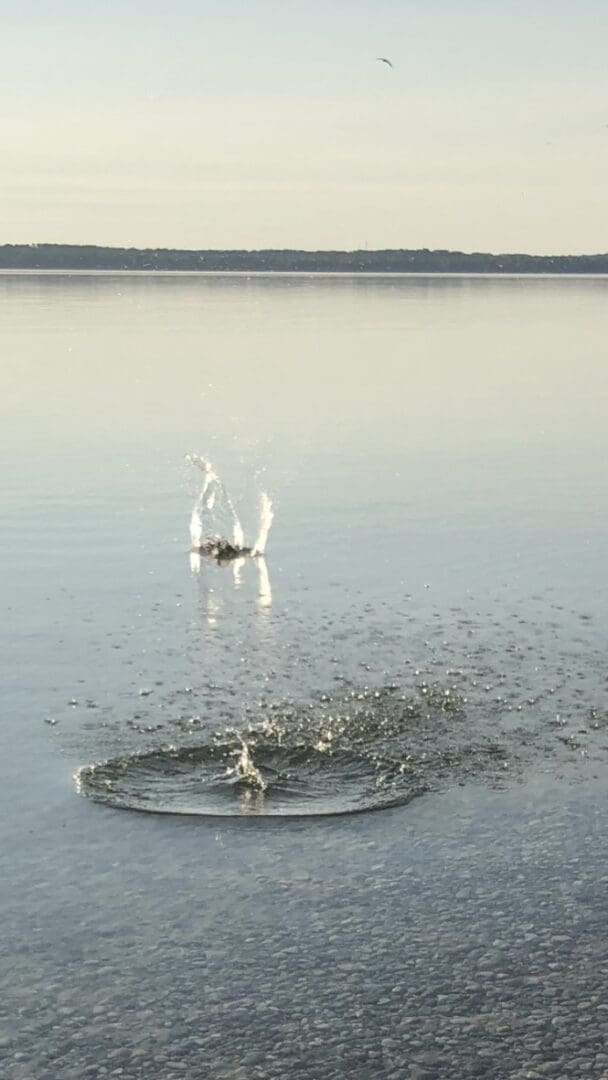 A bird flying over water with a circle in the middle.